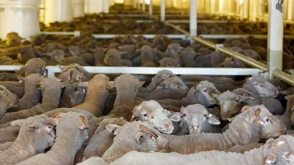 Animal Welfare - Live Export Sheep