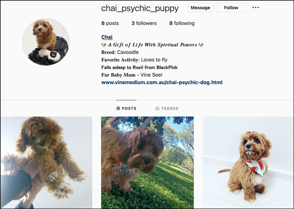 Chai psychic puppy Instagram