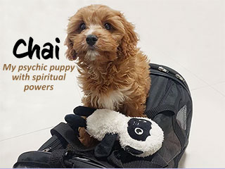 Vine's spiritual Puppy Chai