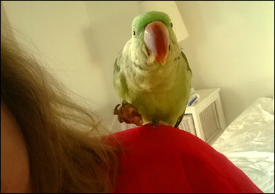 spiritual visitor Alexandrine Parakeet