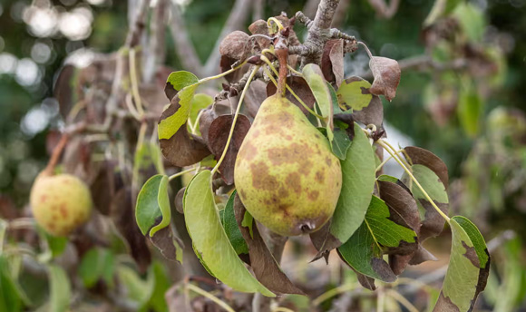 Fruit Disease and Climate Change