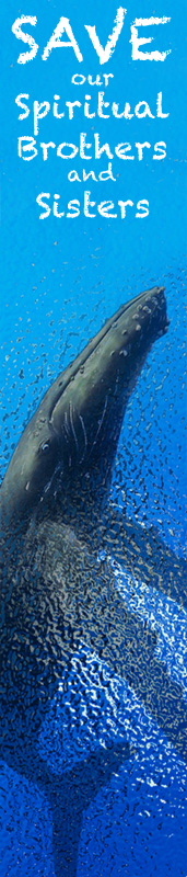 Australian Clairvoyant Medium Vine is an Earth Seer - Save the Whales, Our Spiritual Brothers and Sisters