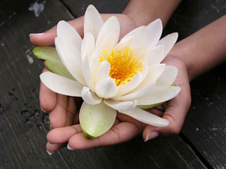 Vine Medium Lotus Flower