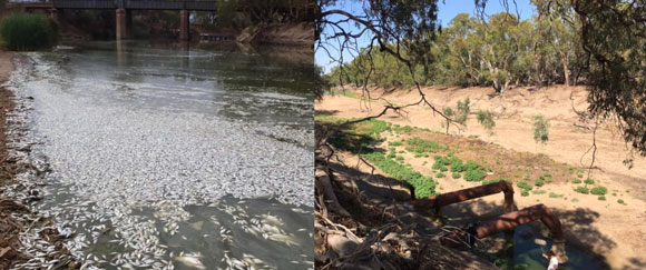Rivers drying, fish dying