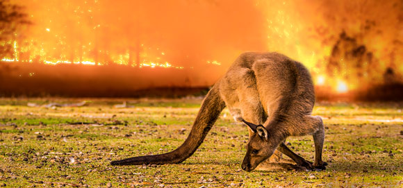 Australian Bush Fires