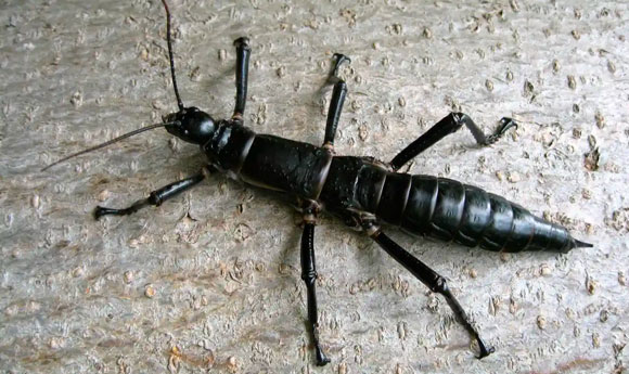 Lord Howe Stick Insect Zoo Breeding Programme