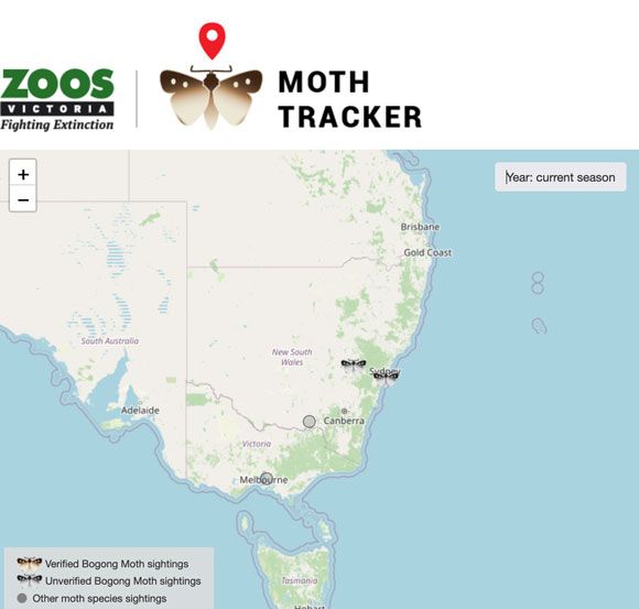 Bogong Moth Tracker