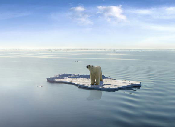 Polar Bear on Last Ice - Climate Crisis Psychic Prediction