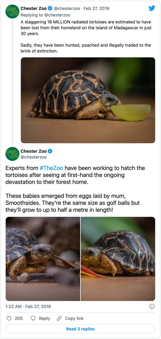 Tortoise-Tweet