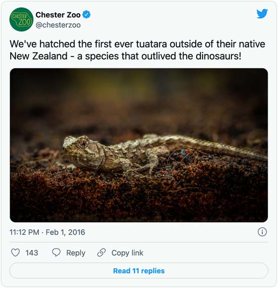 Tuatara Lizard