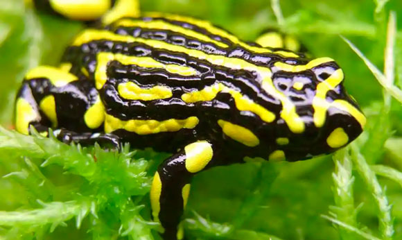 Southern Corroboree Frog